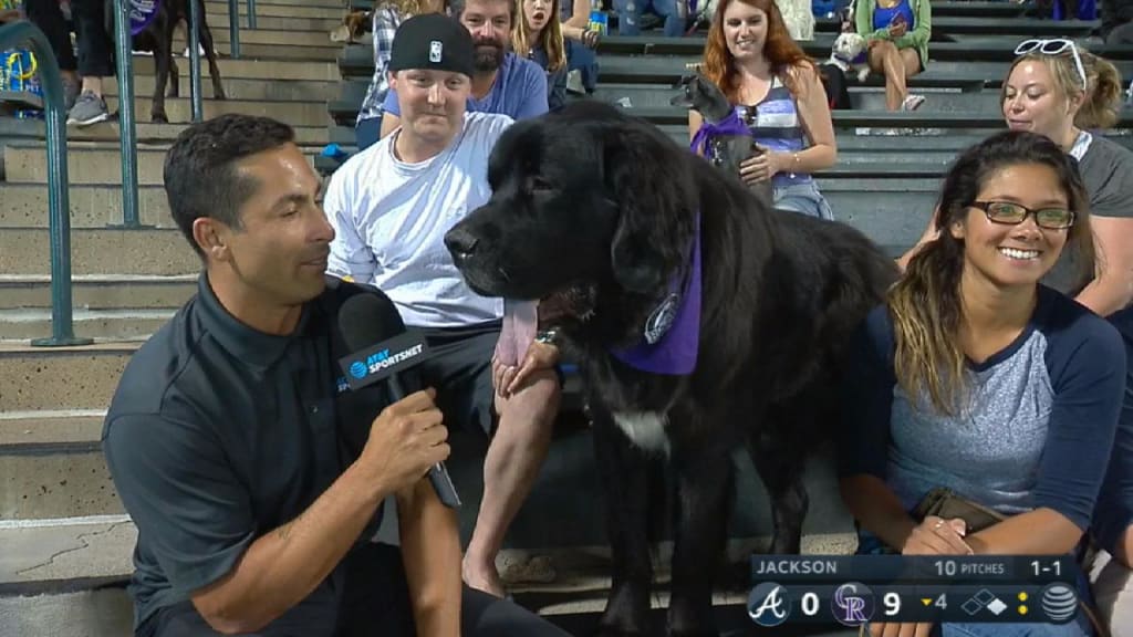 Baltimore Orioles Dog Pet & Humans Gear