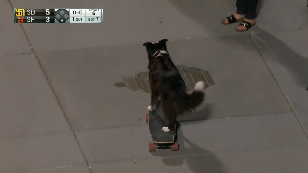 Skateboarding dog returns to SF, 07/28/2020