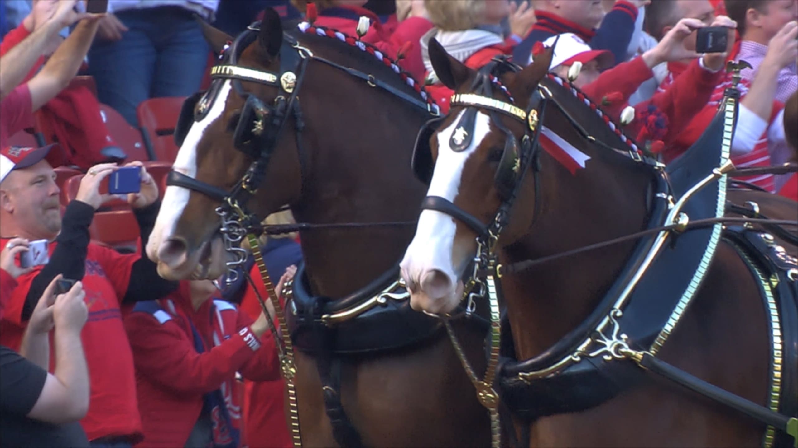 Budweiser Clydesdales