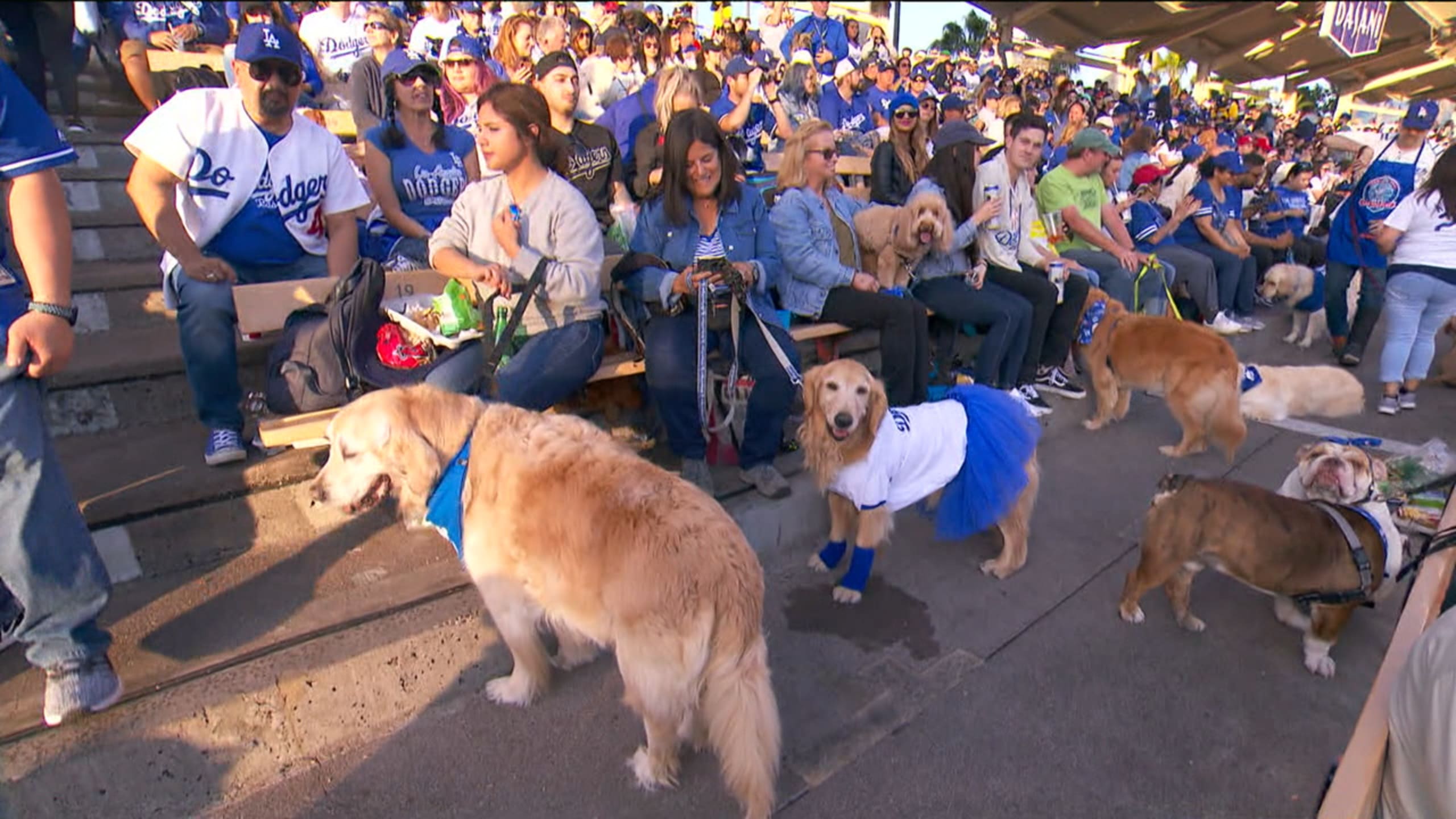 Cute dogs invade Dodger Stadium