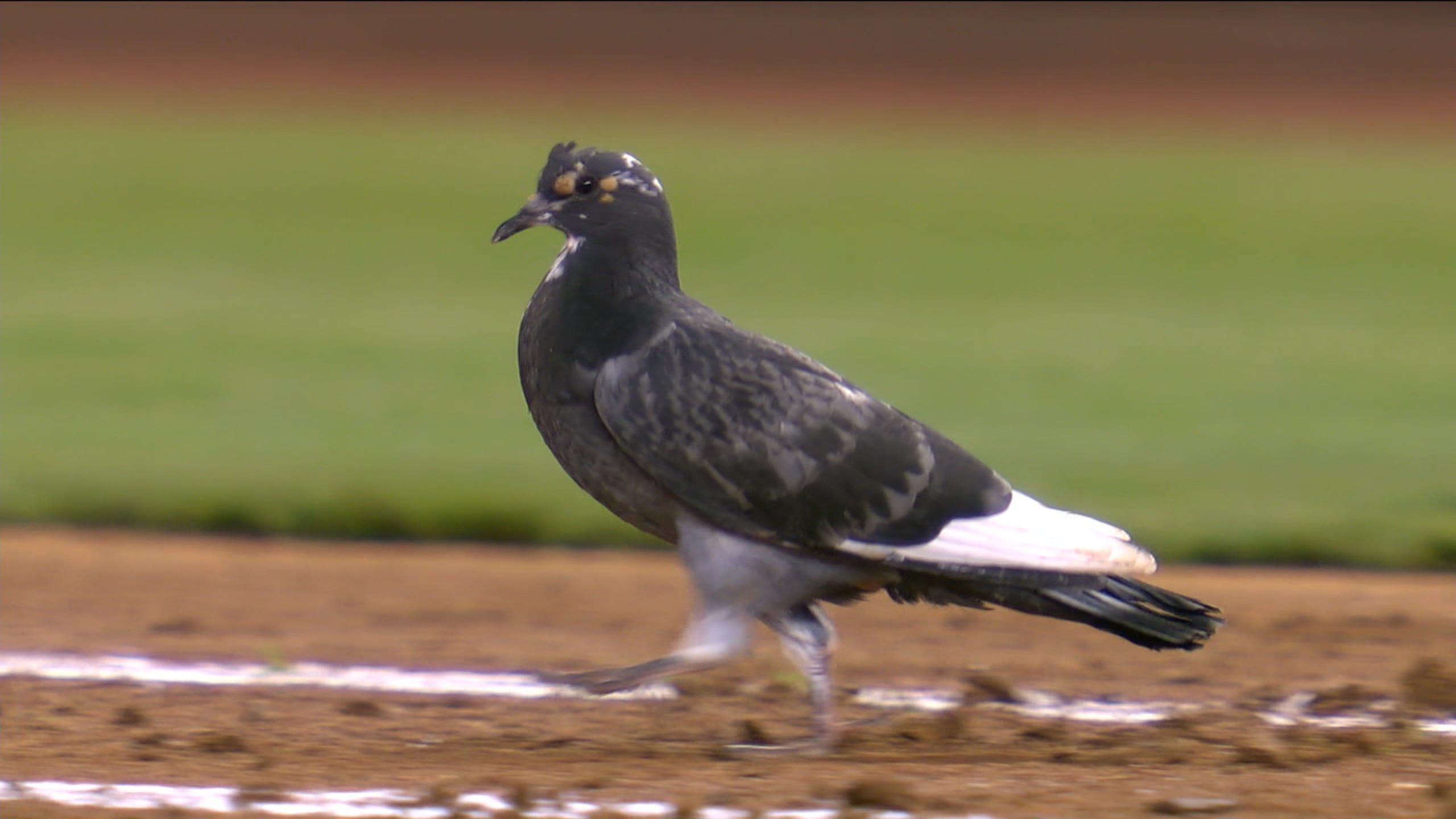 A pigeon enters the field of play