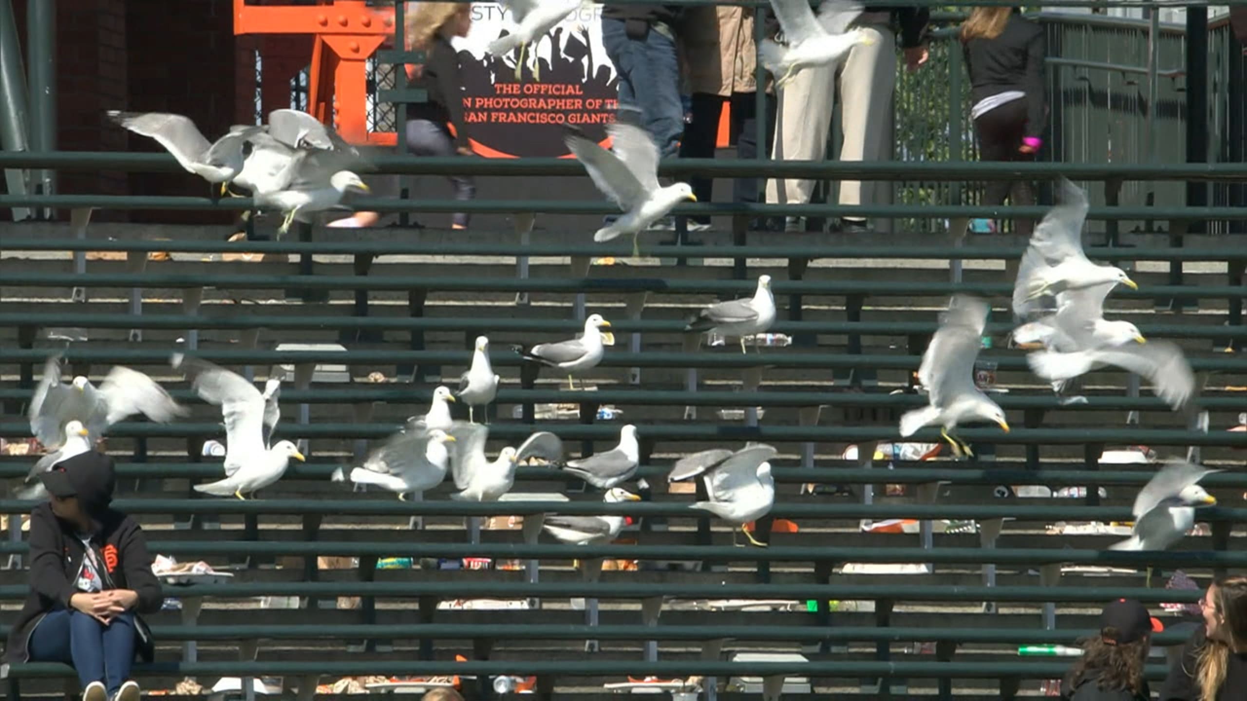 カモメがオラクル パークに飛来 野球の英語