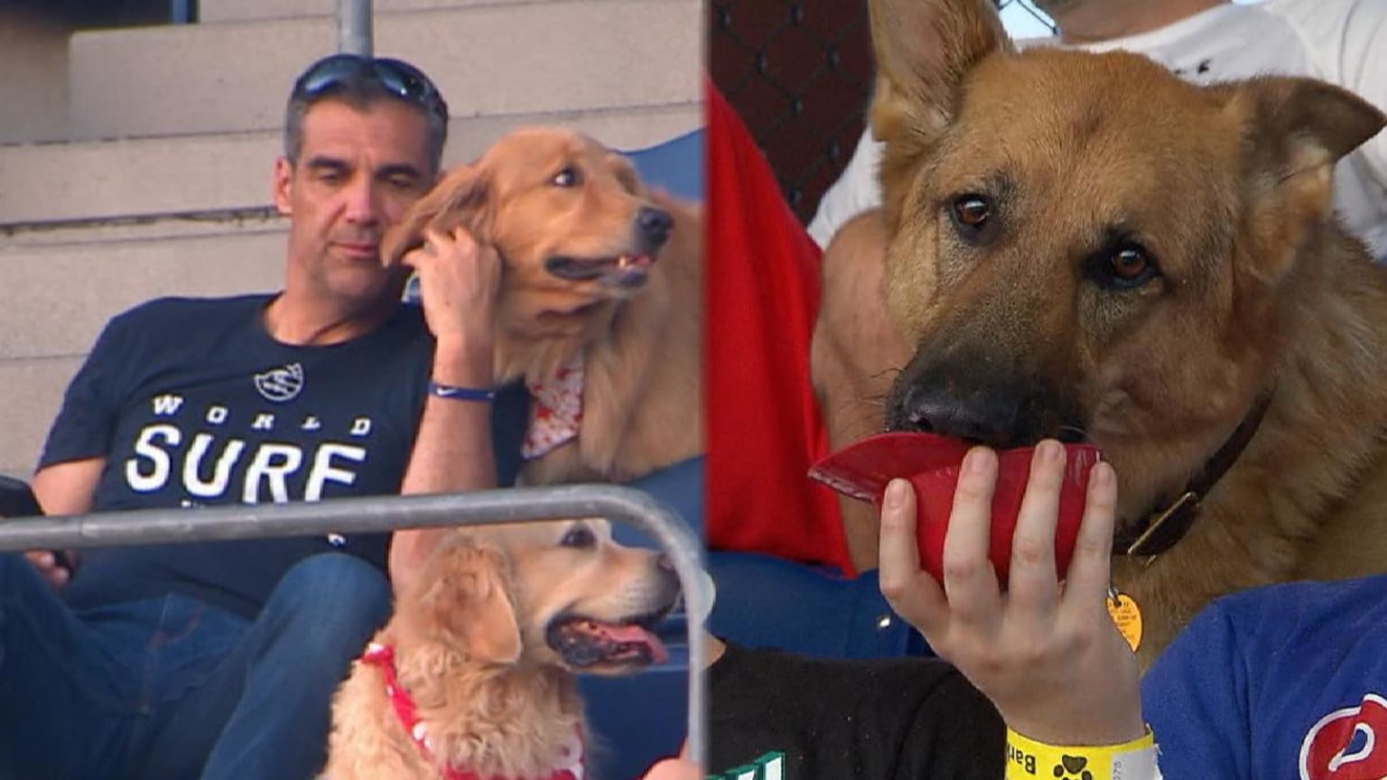 Bark in the Park draw Dodger fans and pets to the last week of play