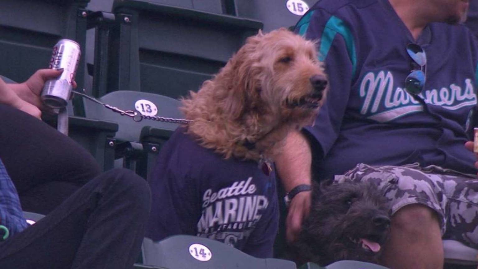 bark at the park mariners