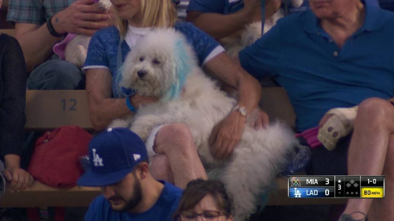 The Furry and Feathery Heroes of the Diamond: A Look into Baseball