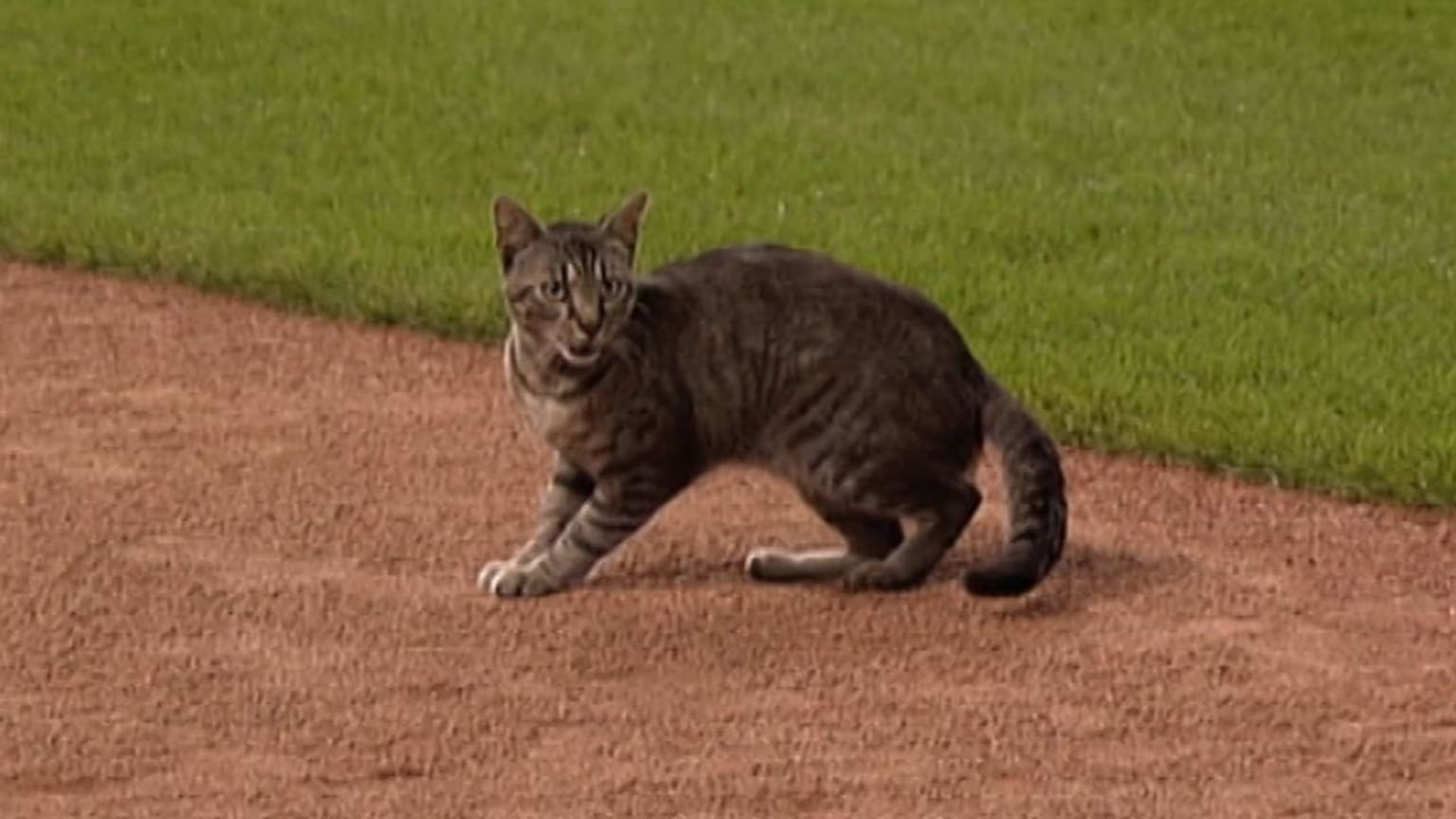 Things get catty in KC | 08/05/2009 | MLB.com