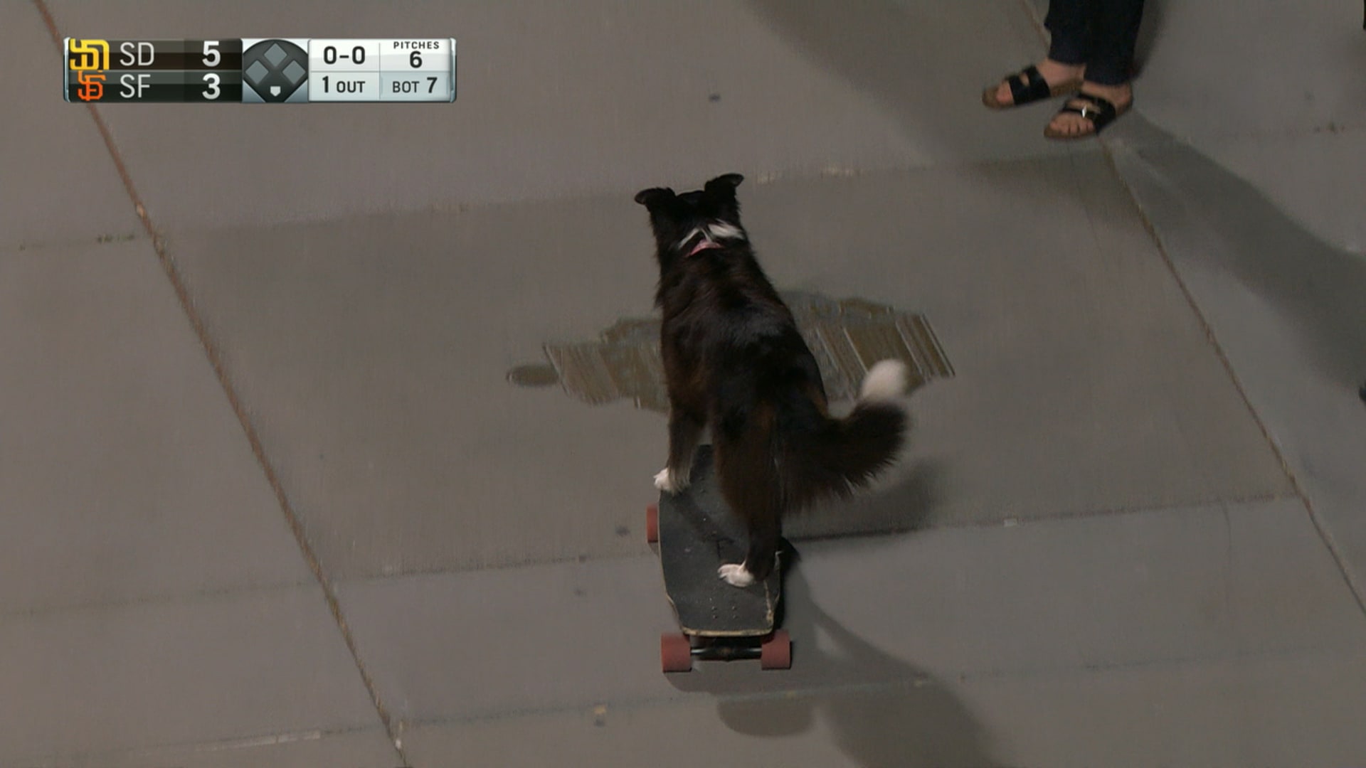 Dogs at baseball games, MLB Stories