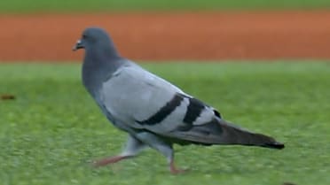 Pigeon walks across the ballpark