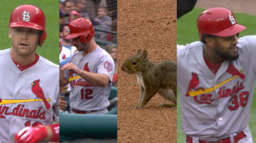 Squirrel sparks Cards' rally