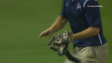 Rally Cat! : r/Astros