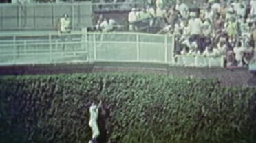 Williams makes catch against ivy