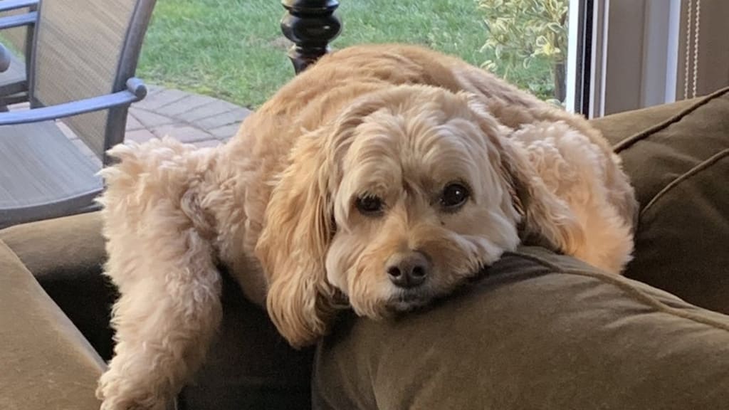 Dog Kimbrel