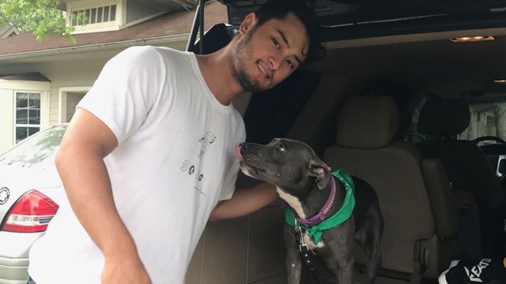 After adopting Sage the pit bull, Yu Darvish now has six dogs.
 (Danny Balis)