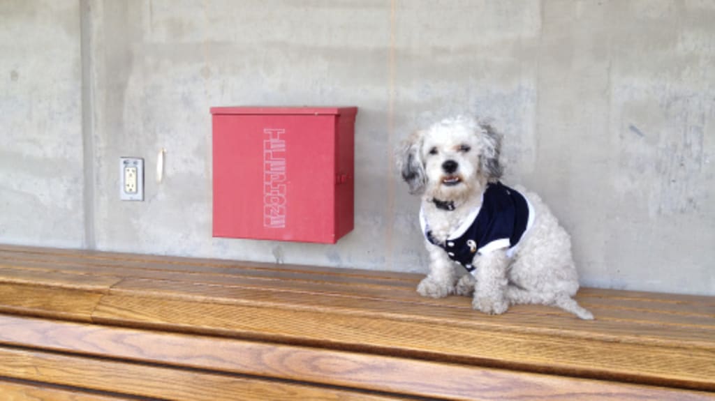 Hank the Ballpark Pup visits the Brewers