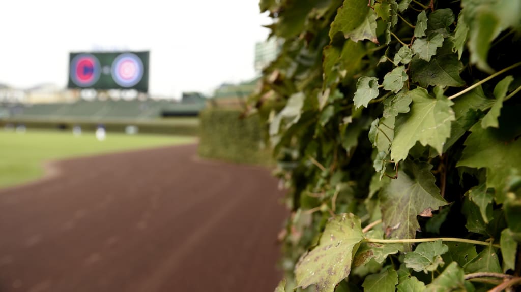 Wrigley Field Ivy-it didn't leave the field in MY pocket