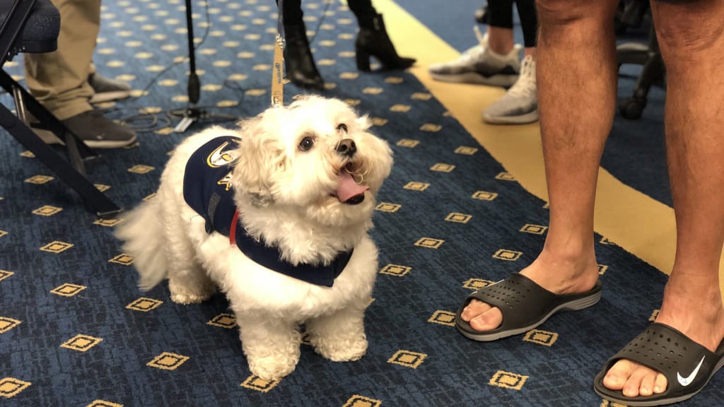 Milwaukee Brewers Rescue Stray Dog, Make Him Part of the Team
