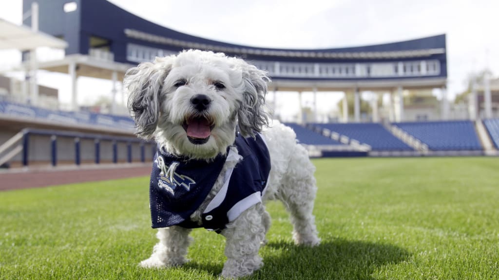 Hank the Dog receives standing ovation at Brewers opening day