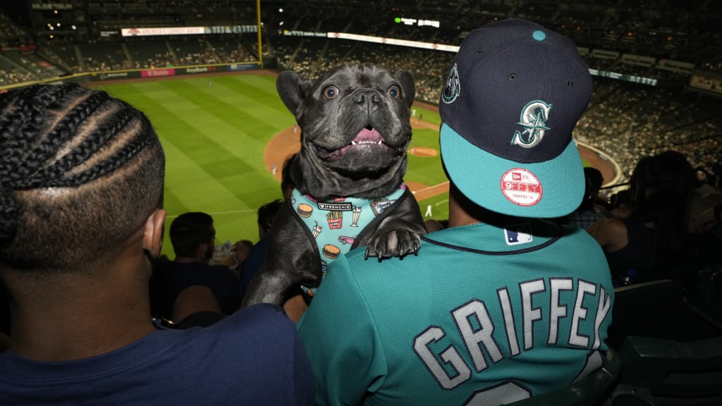 Dash Dog 🐾 on X: 🌭Chomp! 🌭 It's @mariners Bark at the Park Night &  I've already polished off my first Mariner Dog! Hey @MarinerMoose, I'm in  Section 339, Row 14. Bring