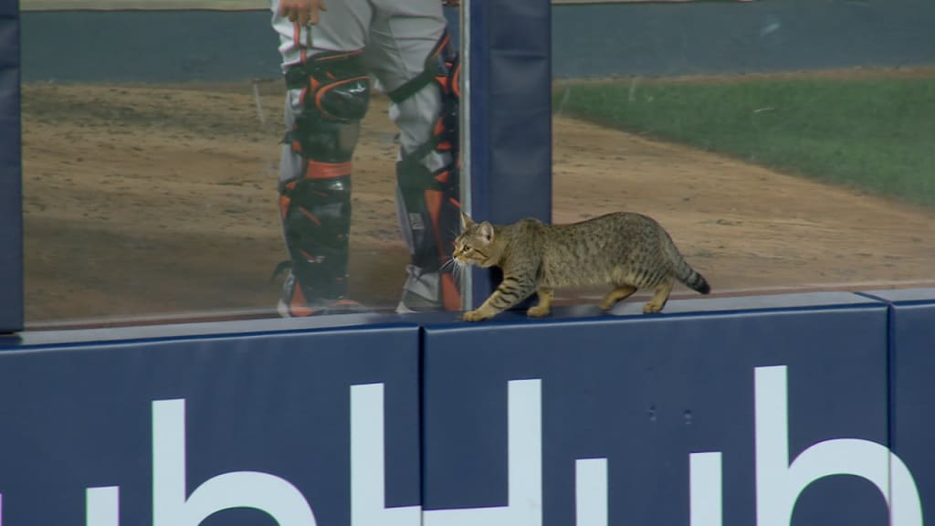 Cat on the field at Yankee stadium : r/baseball