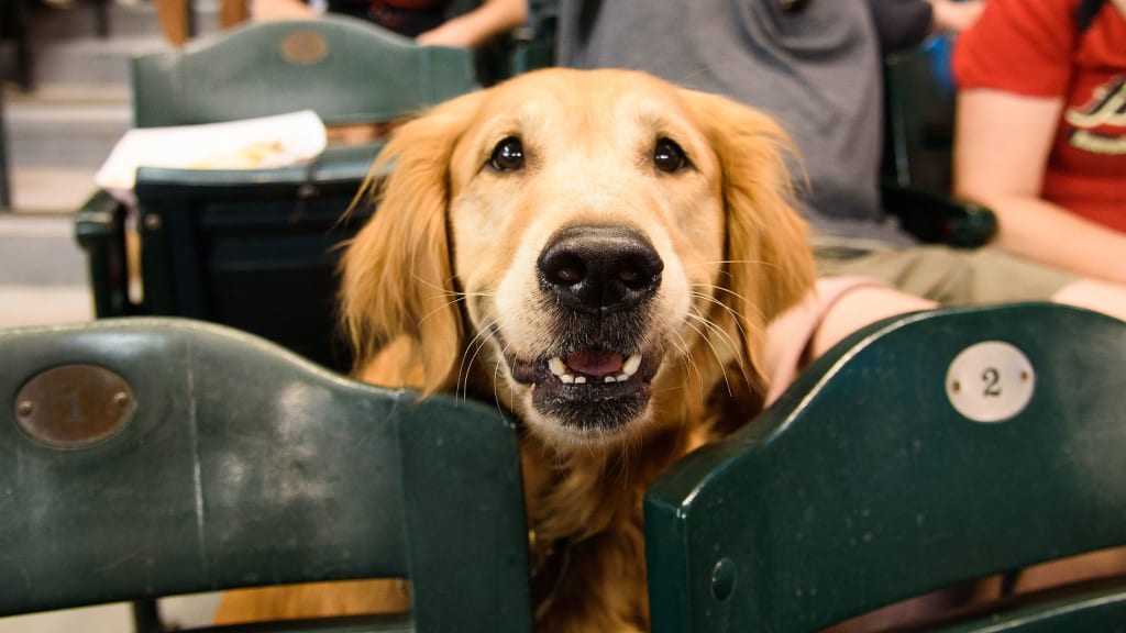 Dogs take center stage at Bark in the Park  YouTube
