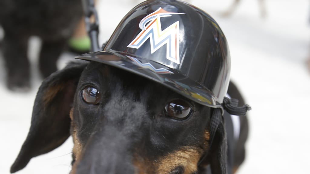 Photos of dogs wearing baseball gear on National Dog Day 