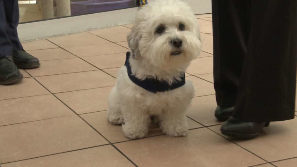 Canine Controversy: Milwaukee Brewers confirm that Hank the dog is the  original Bichon Frise – New York Daily News