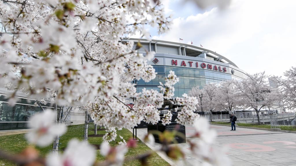 MLB - The D.C. Cherry Blossoms have arrived early this year