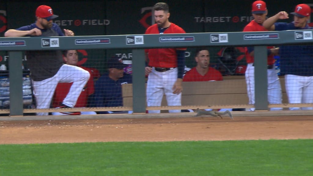 Squirrel invades Twins dugout