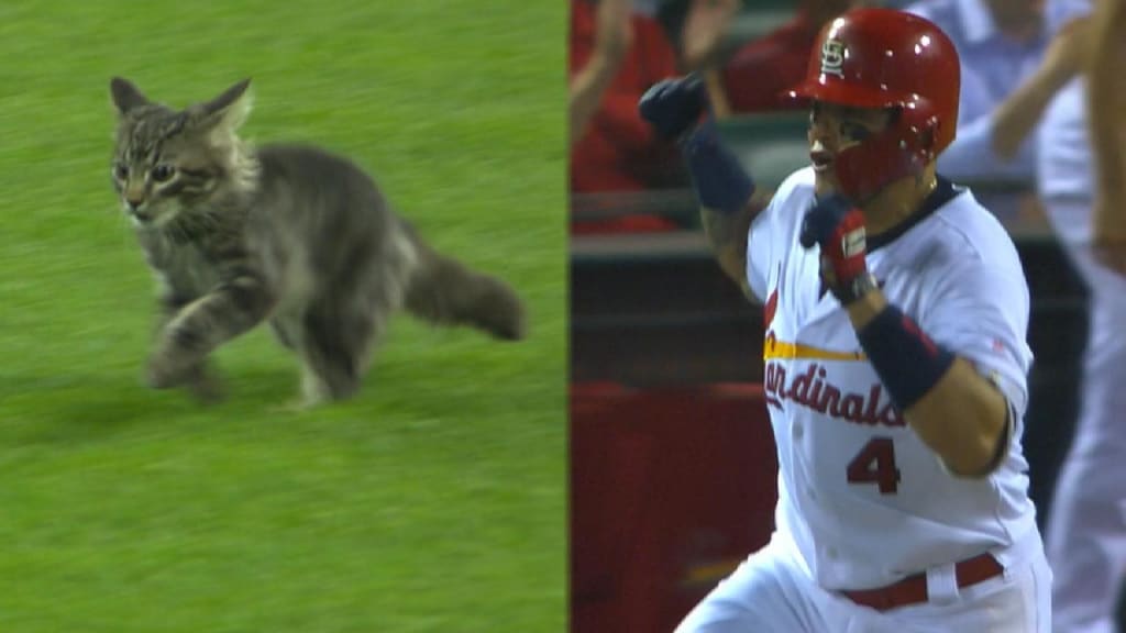 Yadier Molina Funny! Misses the ball stuck to his chest on Make a GIF