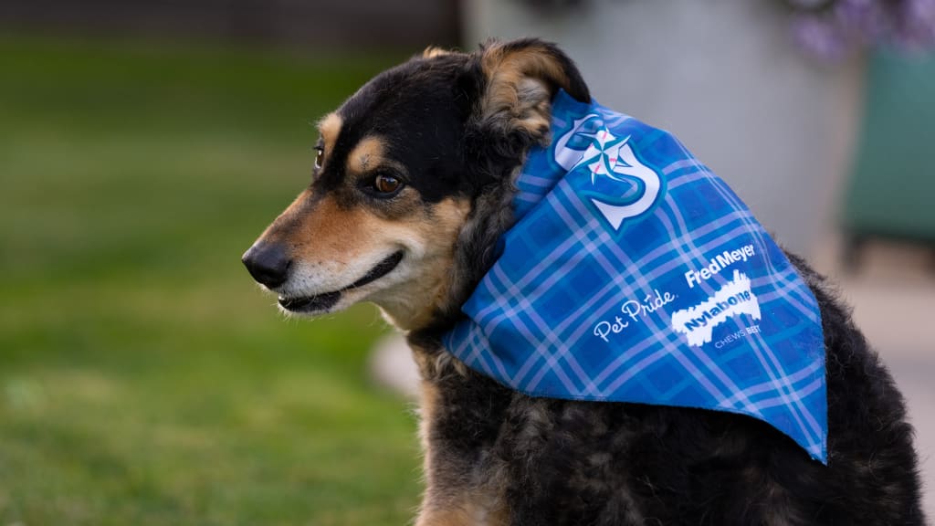 Bark at the Park Seattle Mariners