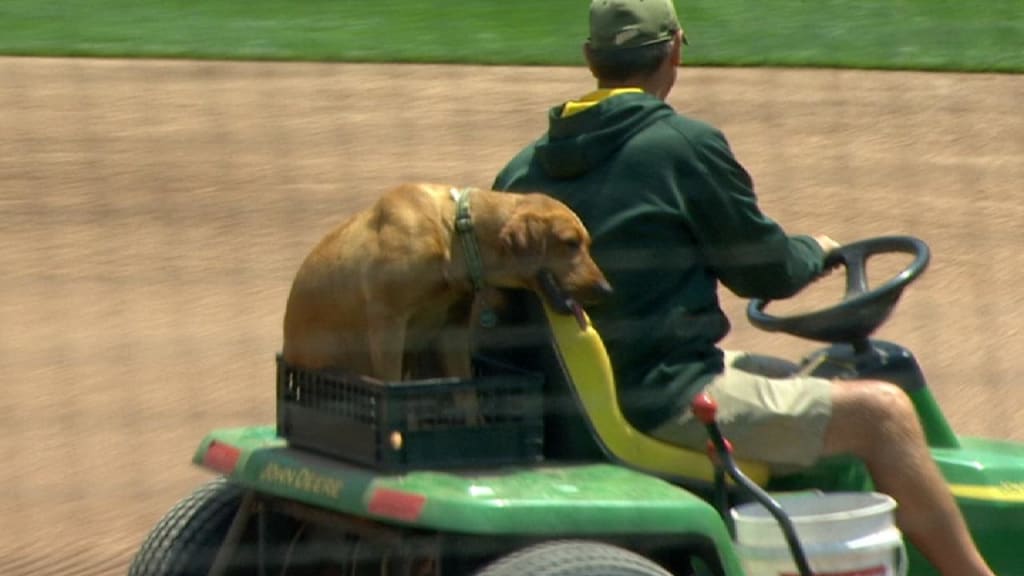 The Orioles met the A's clubhouse dog Reba during this past weekend. Now  The Orioles want to get their own clubhouse dog. : r/OaklandAthletics