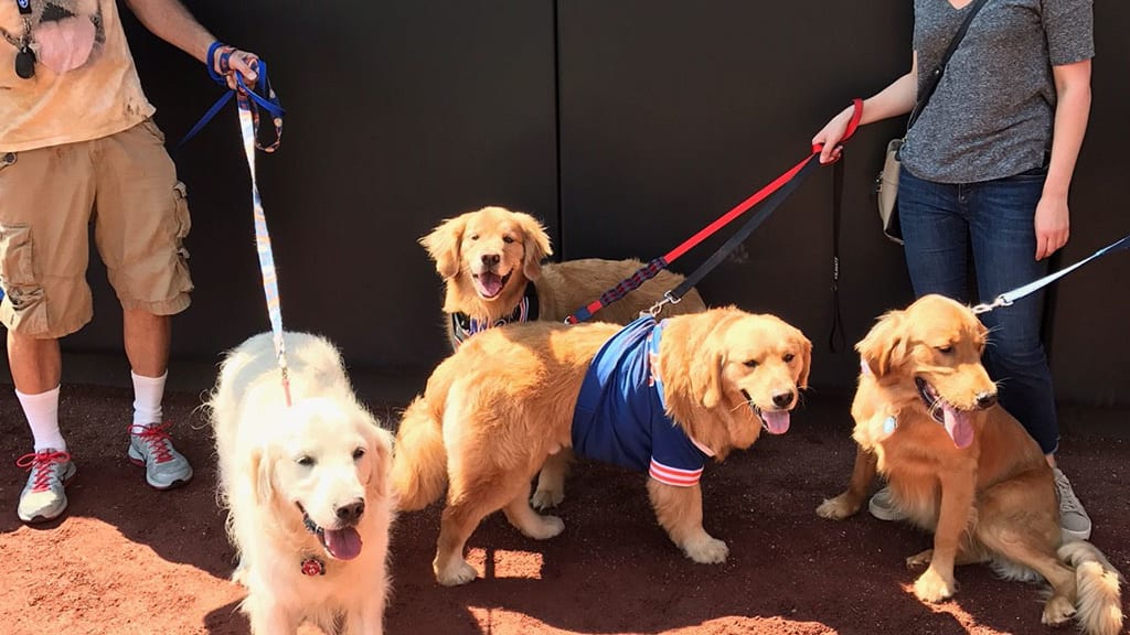 The Mets celebrated Labor Day by inviting fans to bring their dogs