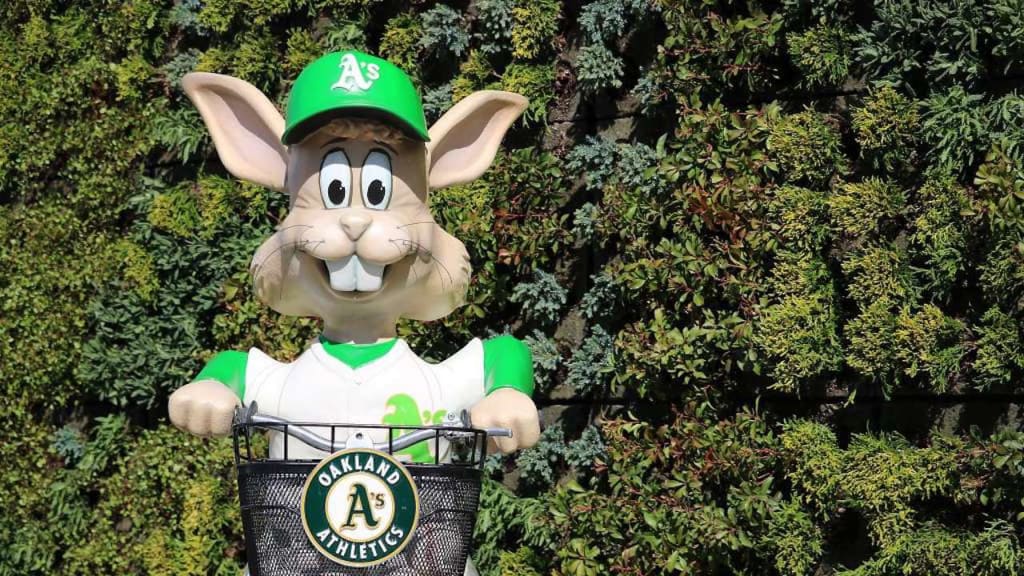 The A's are bringing back Harvey the Rabbit, one of the wackiest ballpark  quirks of all-time