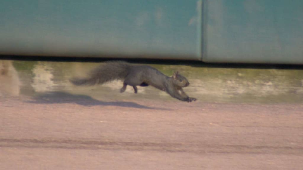 Squirrel on the field in Detroit