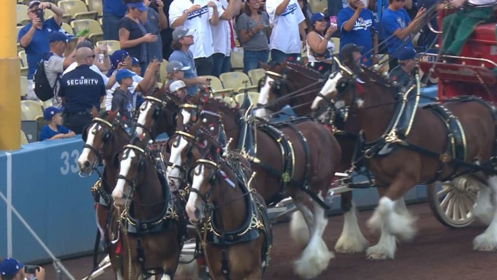 The Budweiser Clydesdales parade the Busch Stadium track in center