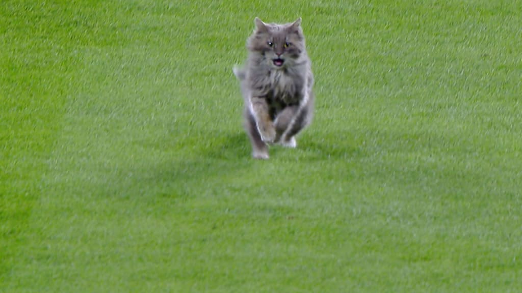 Cat storms Coors Field!