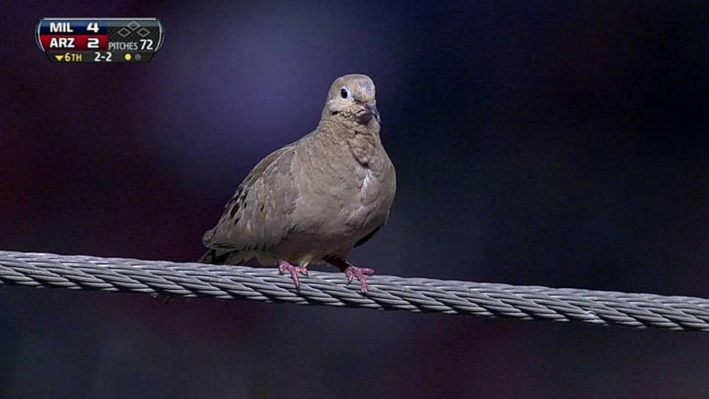 Bird gets too close for comfort