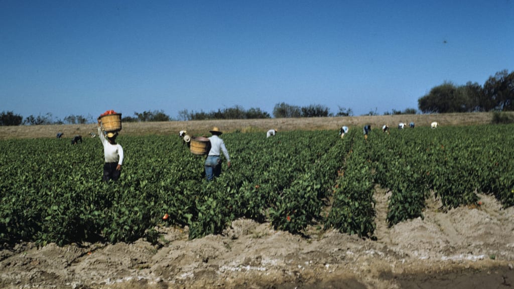 Mancini Packing Company pepper farm, late 1950s.