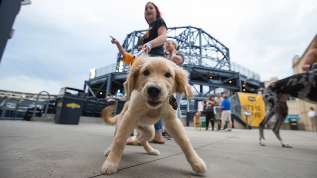 Pup Nights Pittsburgh Pirates