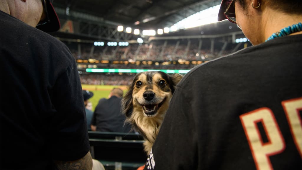 Bark at the Park  Arizona Diamondbacks