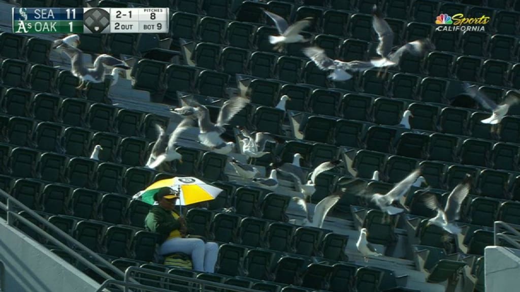 Fan swarmed by seagulls