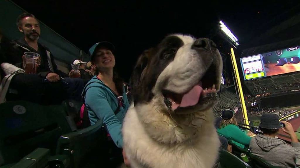 Photos: Seattle Mariners host dogs for Bark in the Park