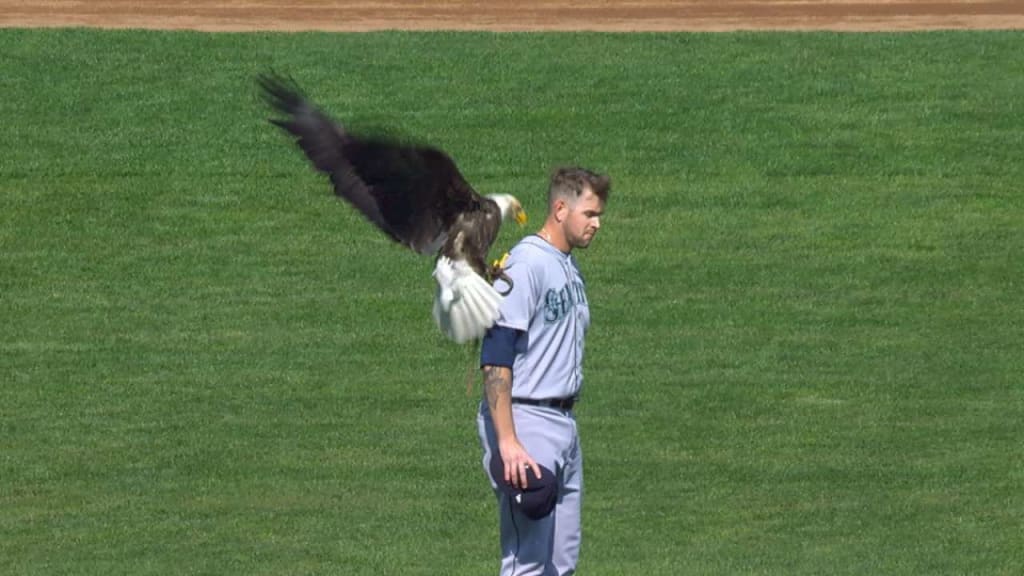 Eagle lands on Paxton