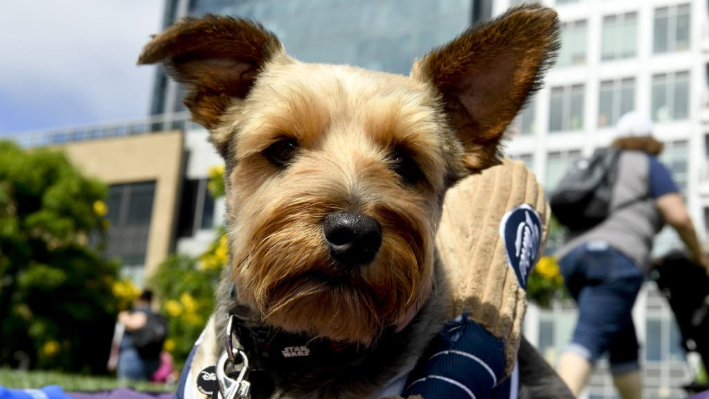 Barkyard opens as Padres season goes to the dogs