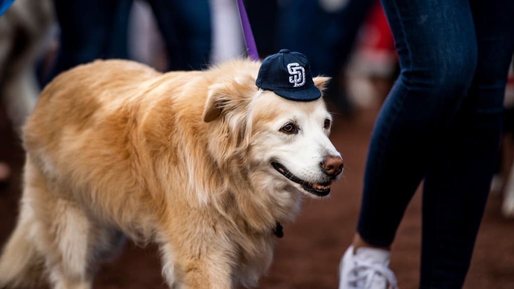 Dog poses in small Pirates helmet