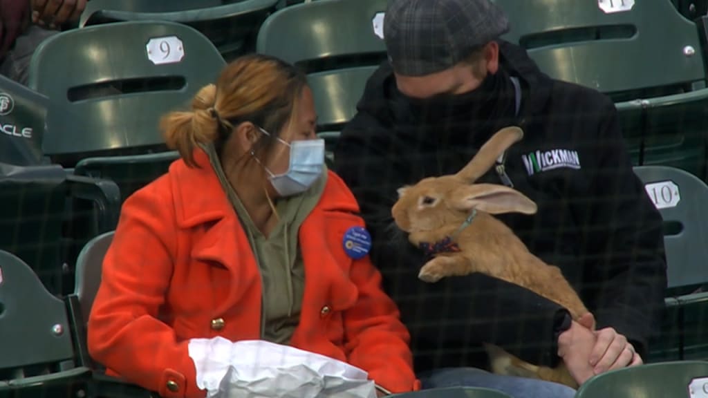 Big rabbit wearing bow tie steals the show at baseball game