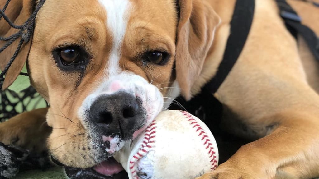 Joc Pederson pasa de Cachorros a Bravos - Marcador