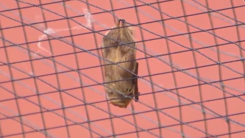 bat