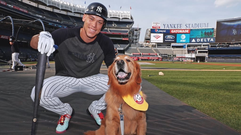 Aaron Judge's Tiny Dachshund Puppy Steals the Show at Yankee Stadium -  Parade Pets