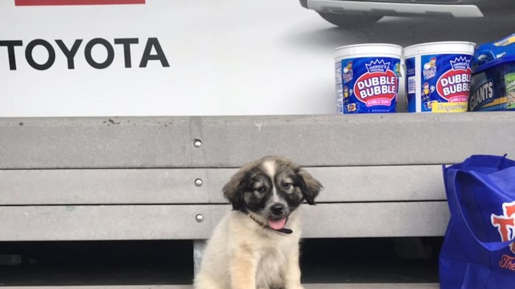 New York Mets - Jeff McNeil has adopted an adorable puppy